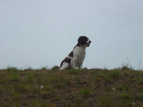 Engelsk springer spaniel hansi ( rico ) - uuuu.....man kan see langet her oppe fra ;D billede 2