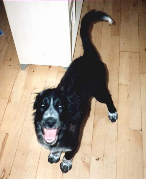 Blanding af racer Bailey Von Mokka (død) billede 4