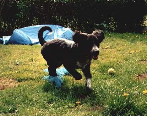 Blanding af racer Bailey Von Mokka (død) billede 5