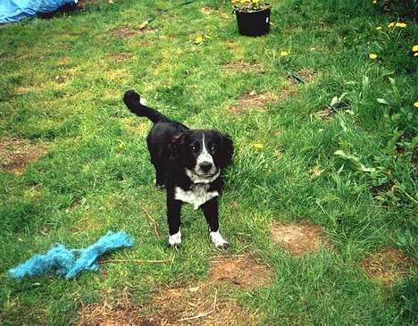 Blanding af racer Bailey Von Mokka (død) billede 6