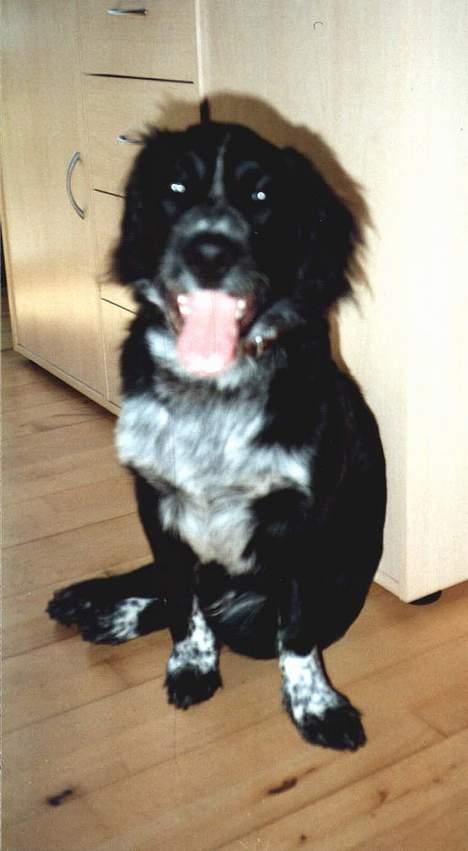 Blanding af racer Bailey Von Mokka (død) billede 7