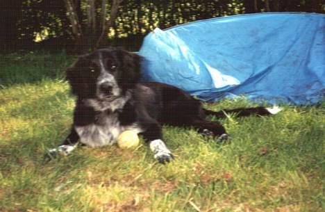 Blanding af racer Bailey Von Mokka (død) billede 1