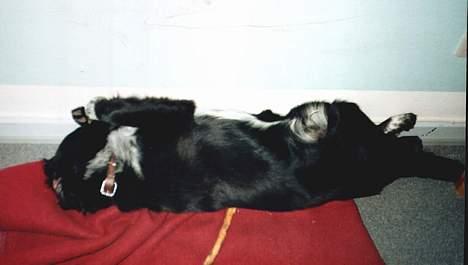 Blanding af racer Bailey Von Mokka (død) billede 8