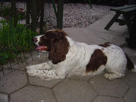 Engelsk springer spaniel hansi ( rico ) billede 3