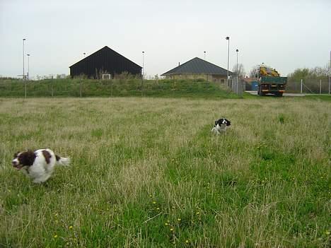 Engelsk springer spaniel hansi ( rico ) - 1...2...3...go   rico siger : jeg kommer frøst     futte siger : neej du gør eej billede 4