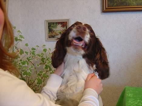 Engelsk springer spaniel hansi ( rico ) - rico billede 5