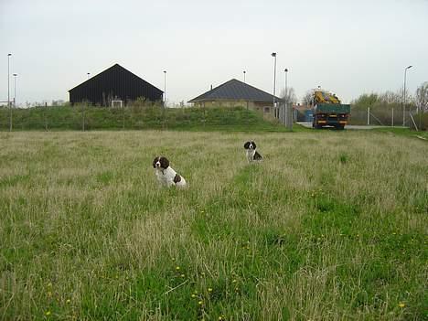 Engelsk springer spaniel hansi ( rico ) - sidder vi ikke pænt mig og futte billede 6