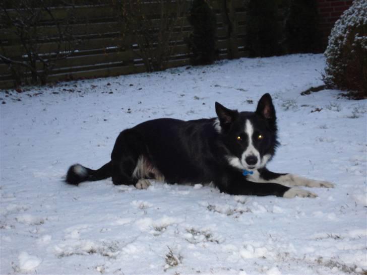 Border collie Indiana Jones "Indi" - RIP - Så kom der endelig sne billede 13