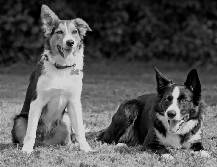 Border collie Indiana Jones "Indi" - RIP - Indi og "lillebror" Dundee (Billedet taget af Gitte fra Schnauzerpower.dk) billede 14