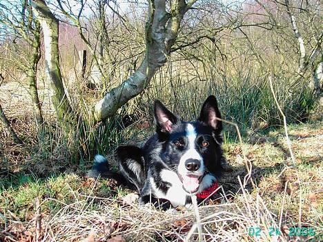 Border collie Indiana Jones "Indi" - RIP - En smuk hund i smukke omgivelser billede 17