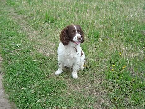 Engelsk springer spaniel hansi ( rico ) billede 7