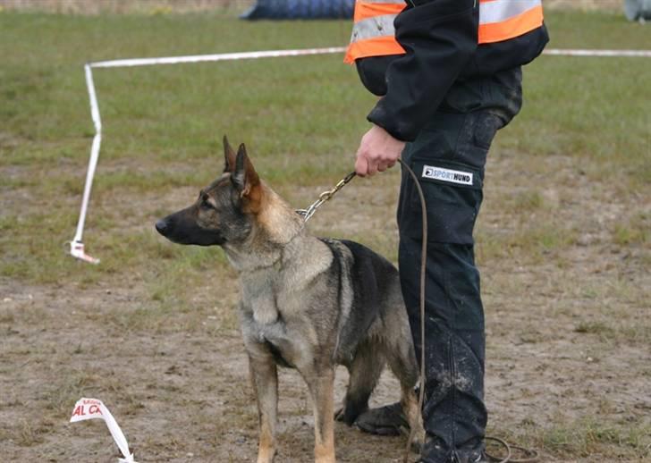 Schæferhund Amagers Chiba - Til avlskåring April 2008 billede 18
