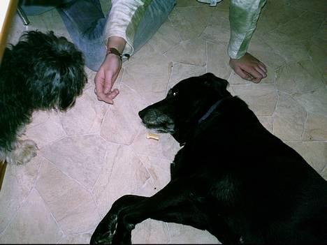Labrador retriever Fie...(DØD:(  - det sidste billede jeg fik af hend. . . billede 19
