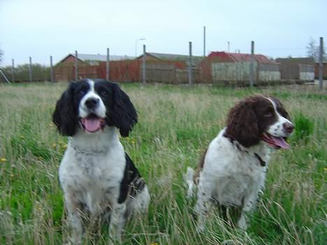 Engelsk springer spaniel hansi ( rico ) billede 8