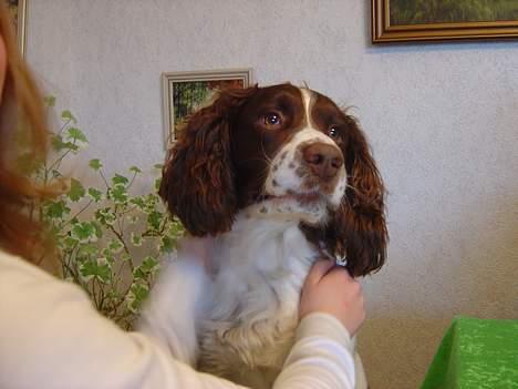 Engelsk springer spaniel hansi ( rico ) billede 9
