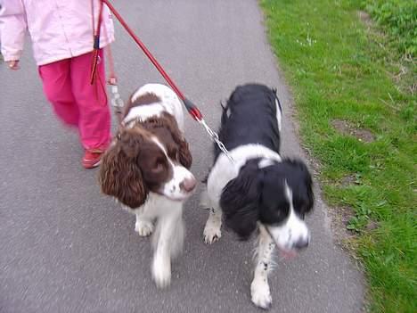 Engelsk springer spaniel hansi ( rico ) - rico og futte er de ikke søøde ??? billede 10
