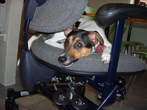 Dansk svensk gaardhund Bonnie<3.. - "Hi hi her kan hun ikk finde mig" billede 14