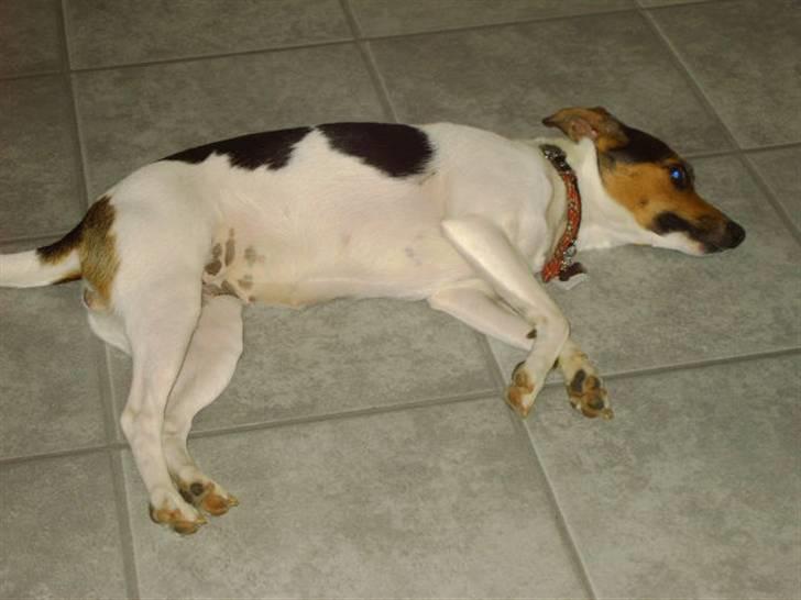 Dansk svensk gaardhund Bonnie<3.. - tykke hund;p billede 15