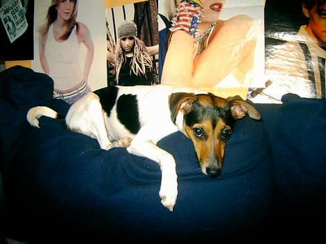 Dansk svensk gaardhund Bonnie<3.. - *snork snork* billede 16