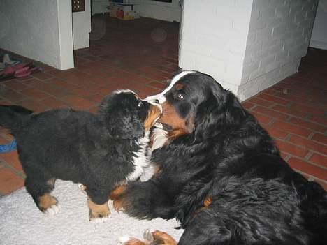 Berner sennenhund Picasso  - kiss me billede 8