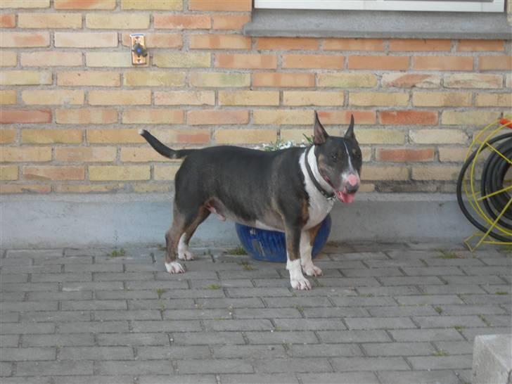 Bullterrier miniature   tazz billede 11