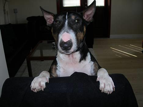 Bullterrier miniature   tazz - dette er min stol billede 12