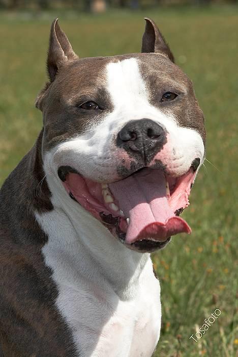 Amerikansk staffordshire terrier Jake - R.I.P  04/08-11  R.I.P - VELKOMMEN TIL MIN PROFIL c",) billede 1