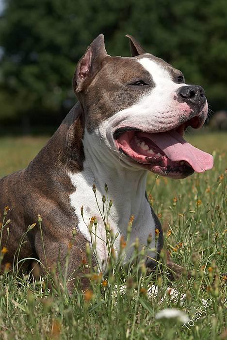 Amerikansk staffordshire terrier Jake - R.I.P  04/08-11  R.I.P billede 2