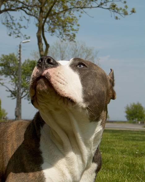 Amerikansk staffordshire terrier Jake - R.I.P  04/08-11  R.I.P billede 3