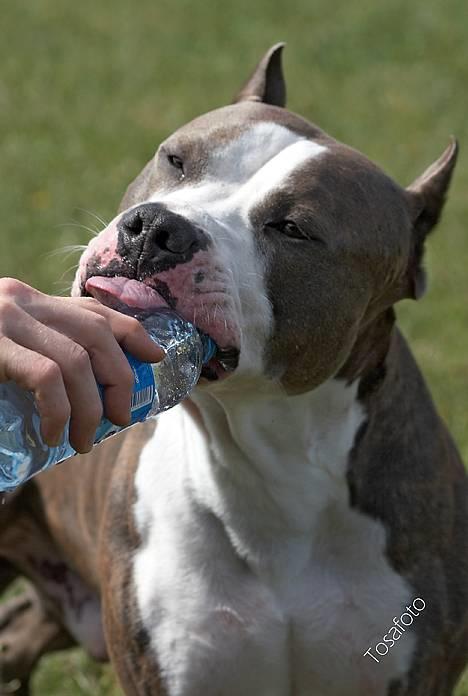 Amerikansk staffordshire terrier Jake - R.I.P  04/08-11  R.I.P billede 4