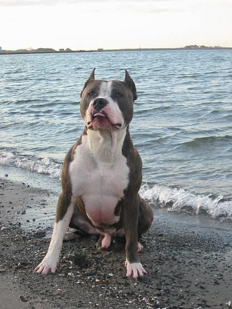 Amerikansk staffordshire terrier Jake - R.I.P  04/08-11  R.I.P billede 5