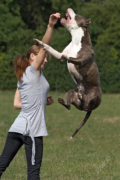 Amerikansk staffordshire terrier Jake - R.I.P  04/08-11  R.I.P - se hvor højt jeg kan hoppe :)  billede 6