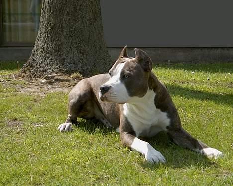 Amerikansk staffordshire terrier Jake - R.I.P  04/08-11  R.I.P billede 7