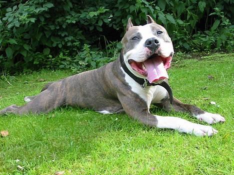 Amerikansk staffordshire terrier Jake - R.I.P  04/08-11  R.I.P billede 8