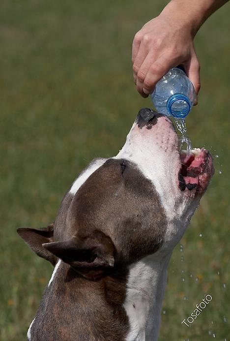 Amerikansk staffordshire terrier Jake - R.I.P  04/08-11  R.I.P - Nøøj jeg er trøsigt   :-P billede 9