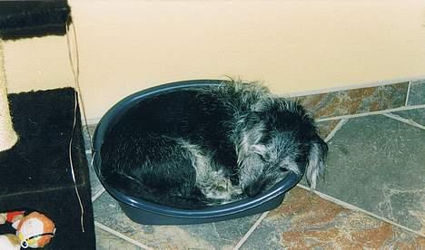 Blanding af racer King *død* - iihh altså.. nu har den dumme kat taget min dejlige store kurv og så skal jeg bare ligge her! <33 billede 2