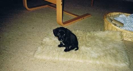 Blanding af racer King *død* - Her er han omkring et ½ år gammel.. <33 billede 4