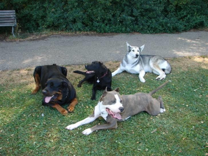 Amerikansk staffordshire terrier Jake - R.I.P  04/08-11  R.I.P billede 10