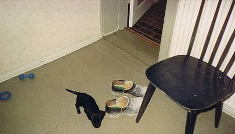 Blanding af racer King *død* - Er han ikke lille?? Her har vi næsten lige fået ham... <33 billede 6