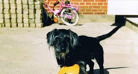 Blanding af racer King *død* - Her er vi så igang med at spille fodbold.. <33 (2 minutter efter bed han hul i bolden ;)  ) billede 7