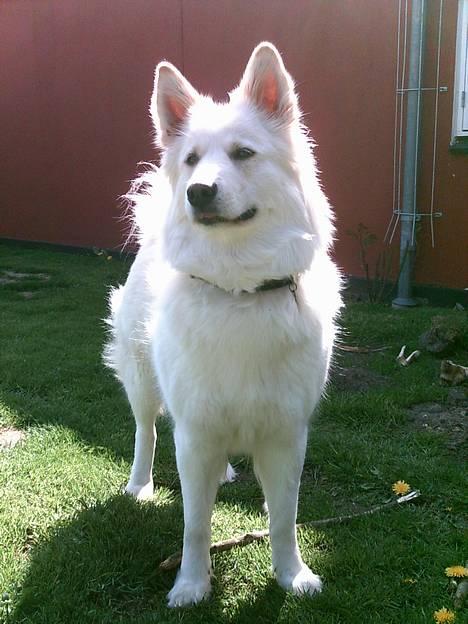 Blanding af racer Gaia - mor har lovet en leverpostej is hvis jeg står musse stille! billede 1