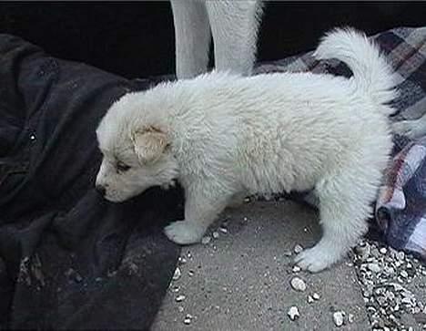 Blanding af racer Gaia - Gaia som 3 uger gammel billede 2