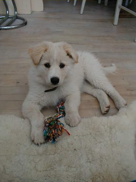 Blanding af racer Gaia - Gaia som 15 uger gammel billede 3