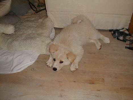 Blanding af racer Gaia - Gaia som 11 uger gammel billede 4