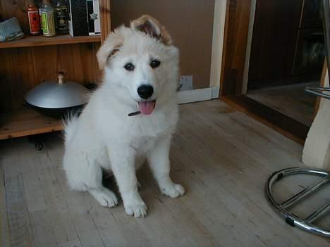 Blanding af racer Gaia - Gaia som 22 uger gammel billede 5