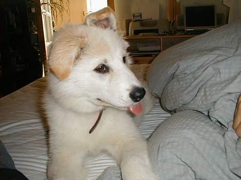 Blanding af racer Gaia - Skal jeg gå ned af sengen siger du? Glem det!!! billede 6