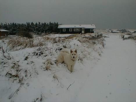 Blanding af racer Gaia - kom nu for h.........!! billede 7