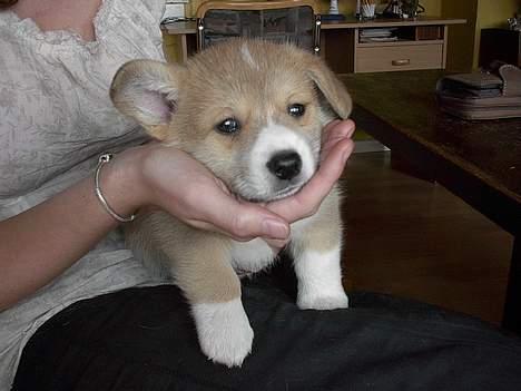 Welsh corgi pembroke Nicky - Her er mine ejere ovre at se mig, jeg er 6 uger. billede 1