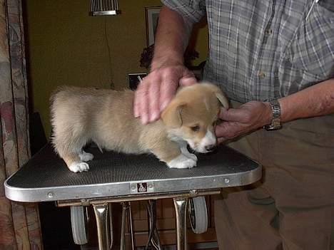 Welsh corgi pembroke Nicky - Stadig 6 uger. og allerede klar til udstilling :-) billede 2