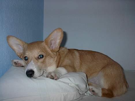 Welsh corgi pembroke Nicky - Fars hovedpude er nu bedst..... billede 3